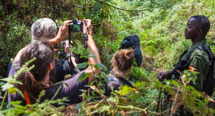 Bwindi Gorilla Trekking