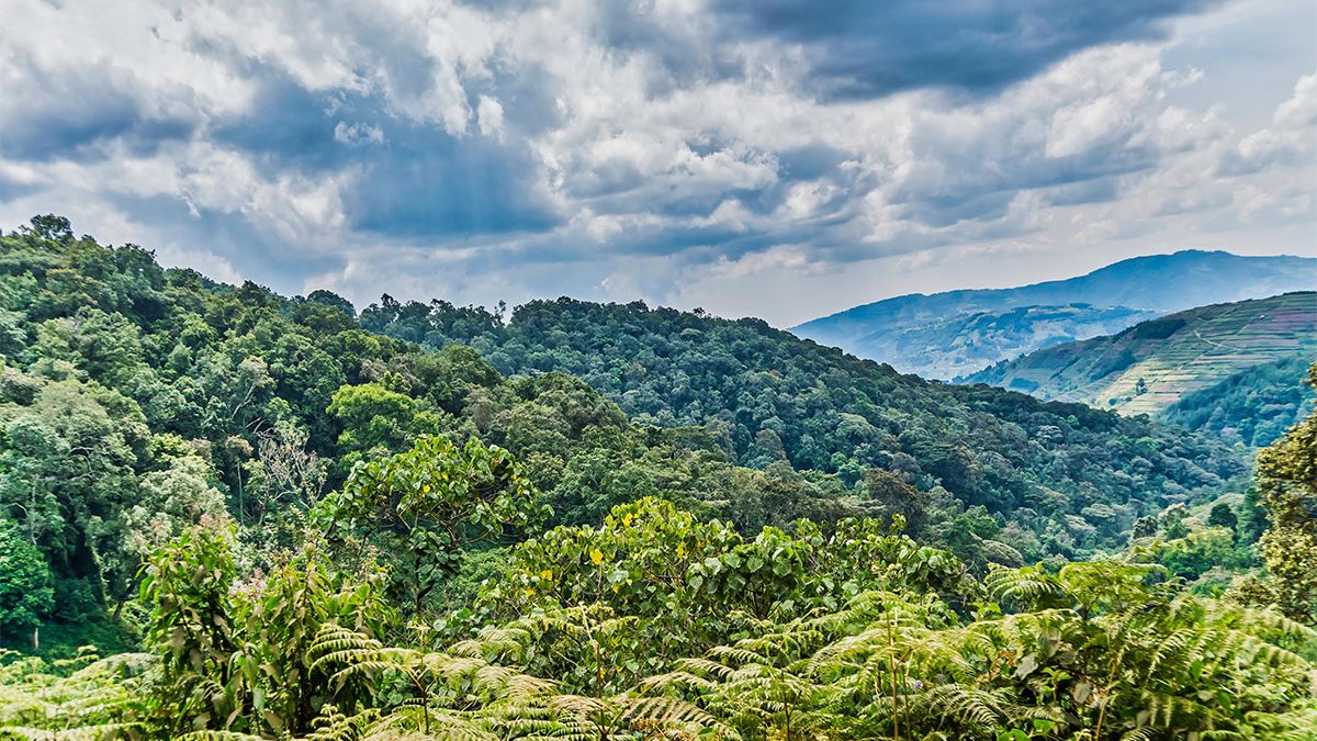 Bwindi Impenetrable Forest