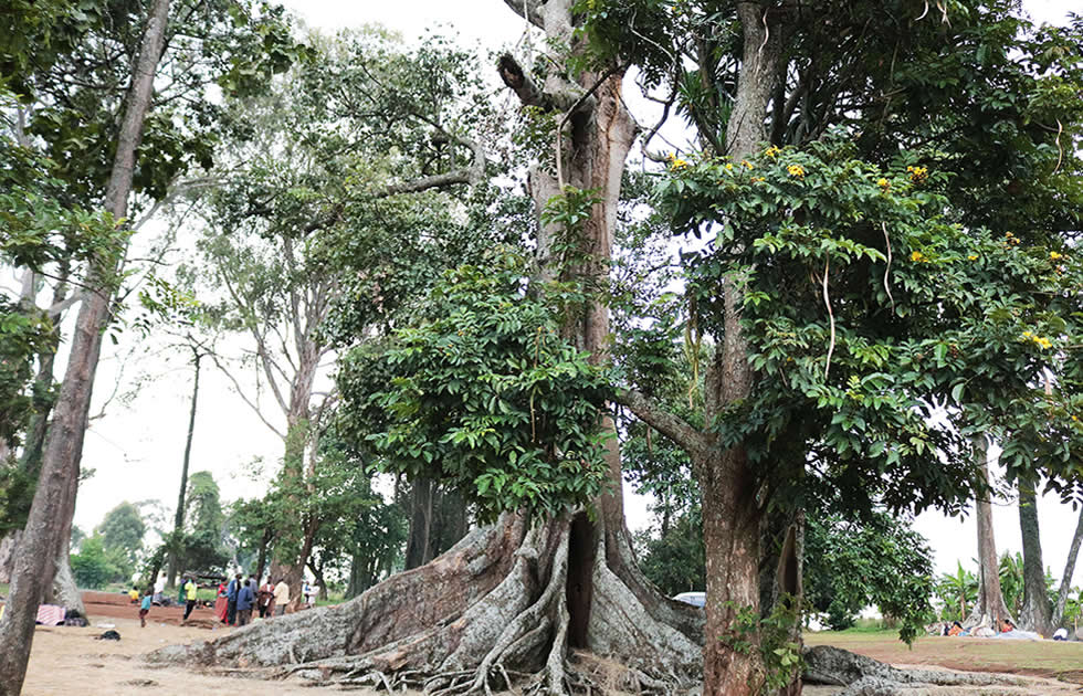 Nakayima Tree