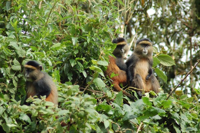 Golden Monkeys in Uganda