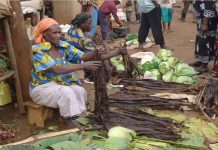 Amalewa: Edible Bamboo Shoots for Bagishu Amalewa Bambo Shoots