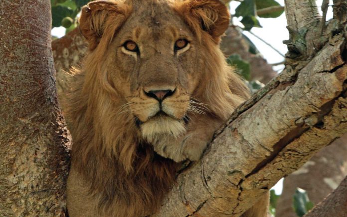 Tree Lions of Ishasha