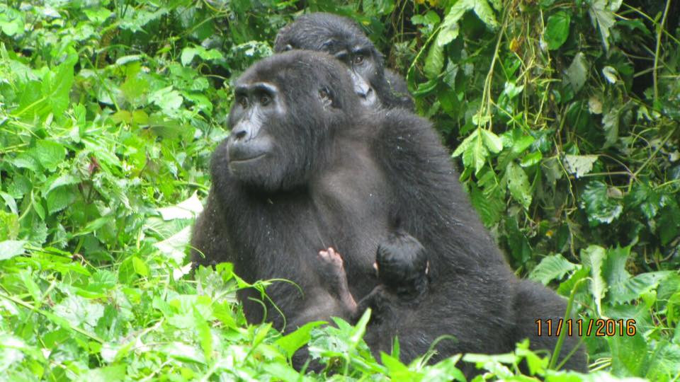 Uganda Gorilla