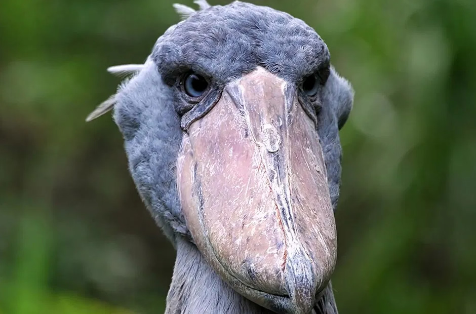 Uganda Shoebill