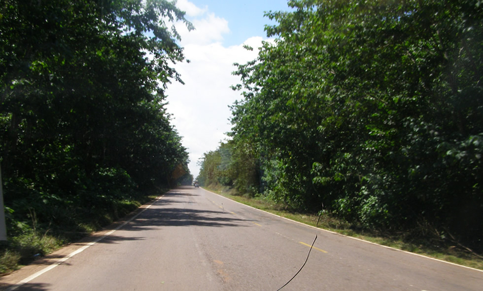 Busitema Forest