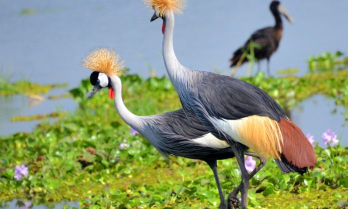 The Crested Crane Uganda s Chosen Crest This Is Uganda