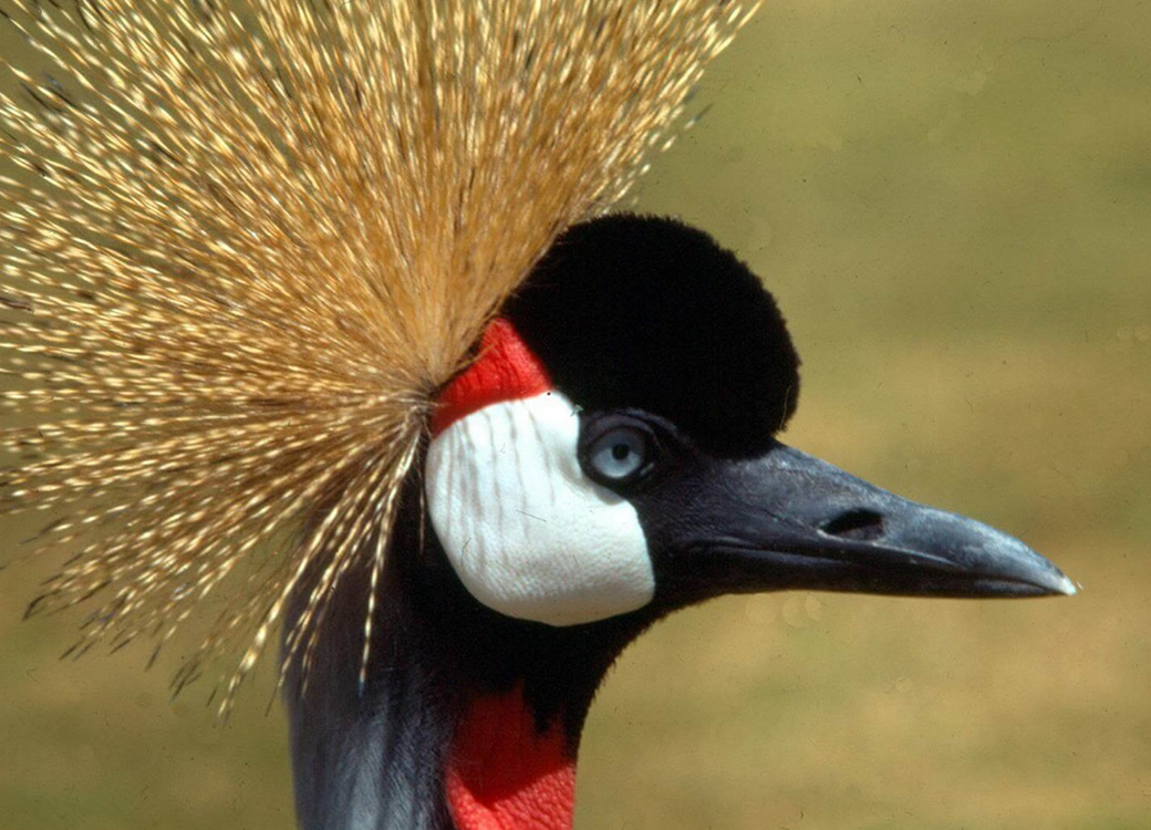 Uganda Crested Crane