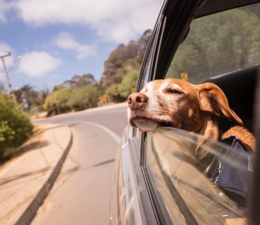 Can I Take a Pet In a Rental Car In Uganda?