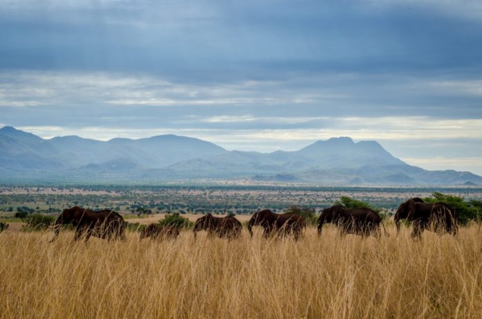 Kidepo Elephants