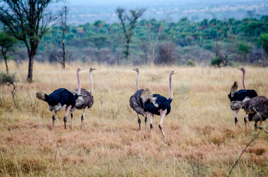 Kidepo Ostritches