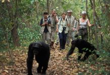 Chimpanzee Trekking In Uganda: Facts, Spots and Cost of a Permit. travelers trekking chimpanzees