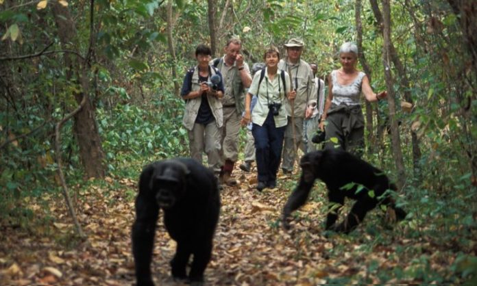 travelers trekking chimpanzees