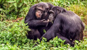 chimpanzees in kibale forest