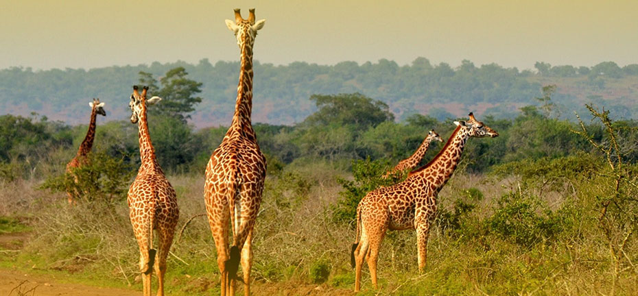 akagera national park