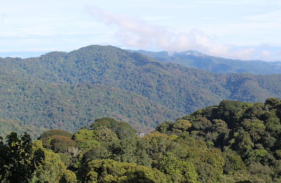 Nyungwe Forest National Park