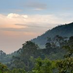 Experience Mountain Gorilla Trekking in Bwindi Bwindi Impenetrable Forest