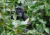 Visiting the Mountain Gorillas in Bwindi Forest Bwindi Mountain Gorilla