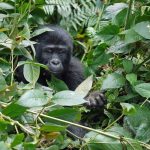 Visiting the Mountain Gorillas in Bwindi Forest Bwindi Mountain Gorilla