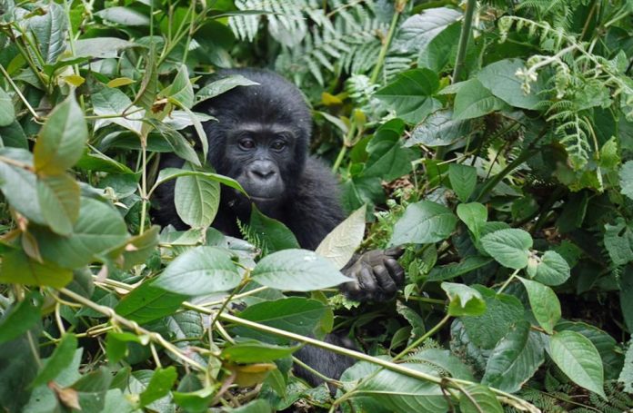 Bwindi Mountain Gorilla