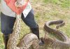 Uganda Reptile Village: See Uganda’s Snakes Up Close Uganda Reptile Village