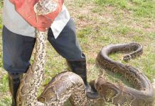 Uganda Reptile Village: See Uganda’s Snakes Up Close Uganda Reptile Village