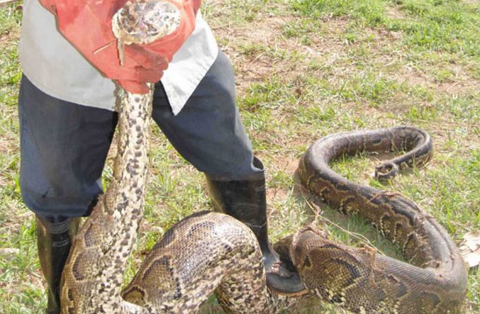 Uganda Reptile Village