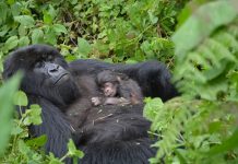 WE HAVE A NEW BABY GORILLA