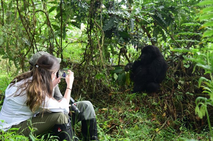 Gorilla Trekking in Africa