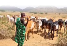 Best 12 Traditional and Cultural Experiences in Uganda Karamohong pastoralists