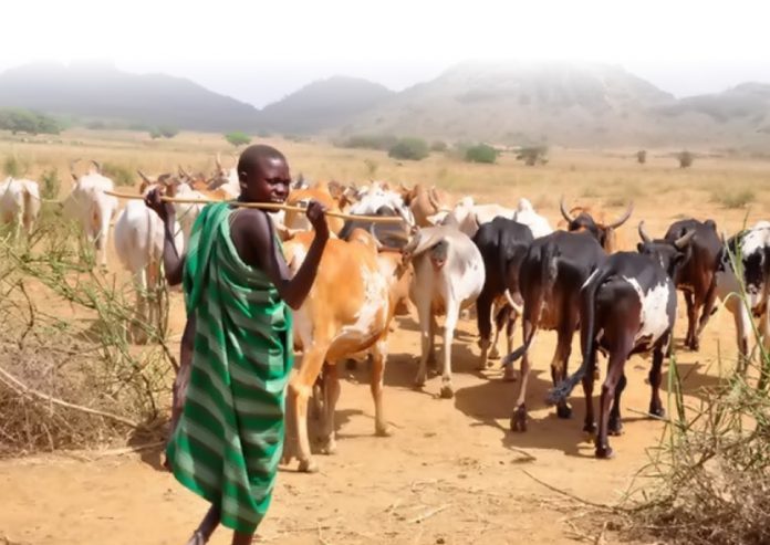 Karamohong pastoralists