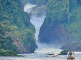 5 Reasons to Choose a Uganda Safari