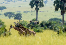 How to Plan a Trip to Uganda Uganda Giraffe