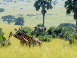 How to Plan a Trip to Uganda Uganda Giraffe